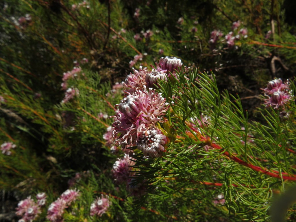 Serruria foeniculacea Serruria foeniculacea showing its finely divided foliage and delicate flowerheads