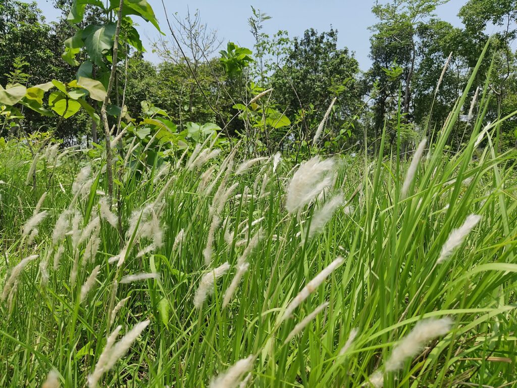 A stand of Imperata cylindrica with upright leaves and pale flowering plumes