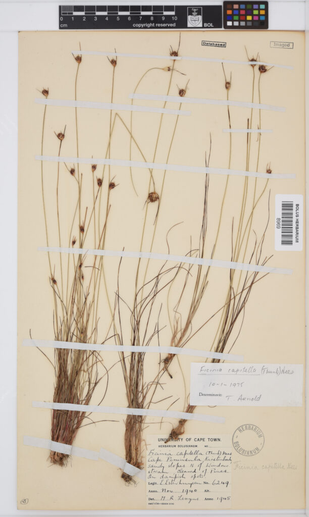 Full historical Ficinia capitella specimen collected by Elsie Esterhuysen at Kirstenbosch in November 1940