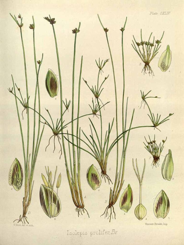 Complete W. H. Fitch botanical plate 144 of Isolepis prolifera in Flora Tasmaniae, 1860