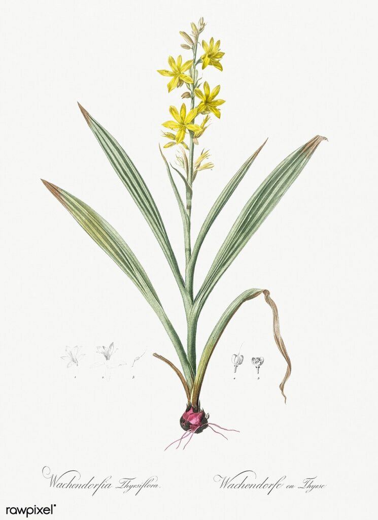 Botanical illustration or herbarium specimen of Wachendorfia thyrsiflora