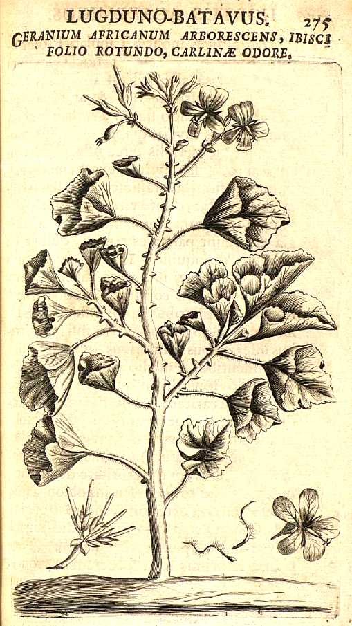 Historical botanical illustration or preserved specimen of Pelargonium cucullatum