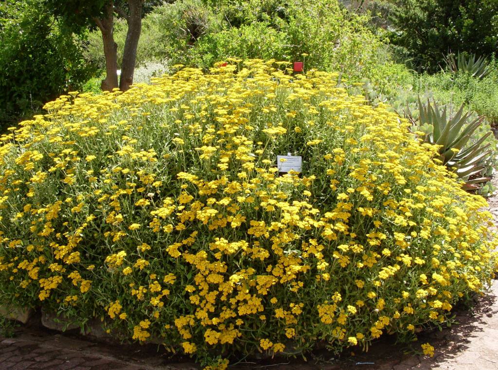 Whole clump of Helichrysum odoratissimum flowering in a Cape Town fynbos garden