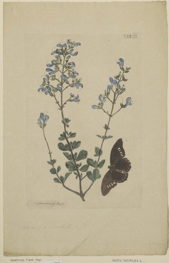 Botanical illustration or herbarium specimen of Salvia chamelaeagnea