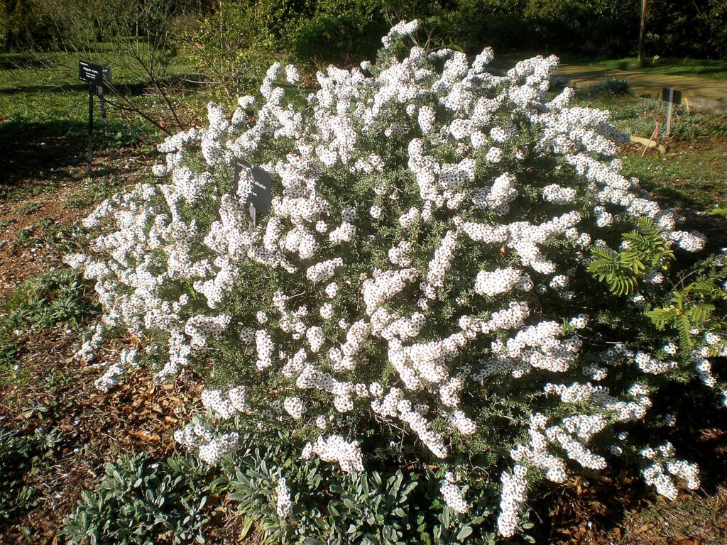 Whole flowering shrub of Eriocephalus africanus at Barcelona Botanical Garden