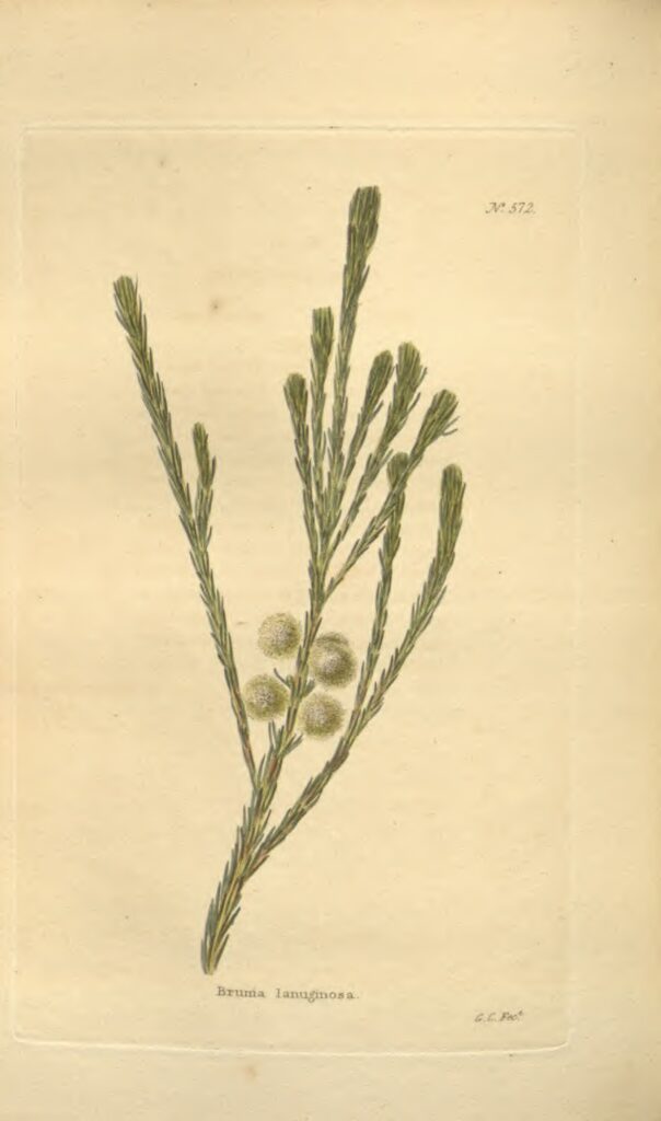 Historical botanical illustration of Berzelia lanuginosa