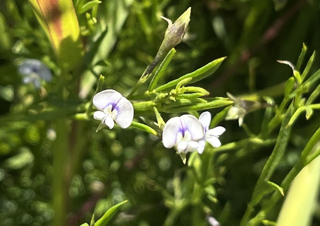 Detail of Psoralea glaucina
