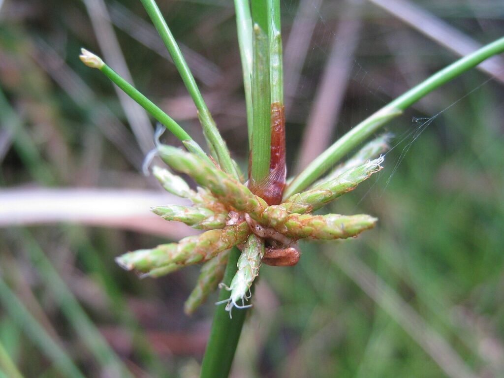 Detailed Isolepis prolifera spikelet cluster showing new green stems emerging above it