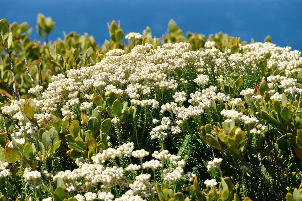 Flowering Helichrysum teretifolium among coastal scrub at Robberg Nature Reserve