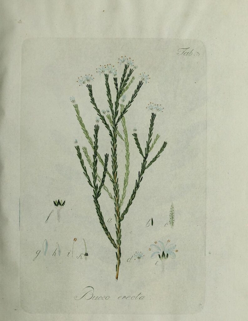 Historical botanical illustration of Agathosma capensis
