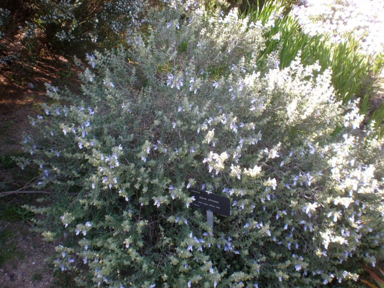 Whole plant and growth habit of Salvia africana