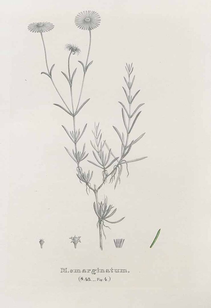 Complete Salm-Dyck 1849 botanical plate of Mesembryanthemum emarginatum, now Lampranthus emarginatus