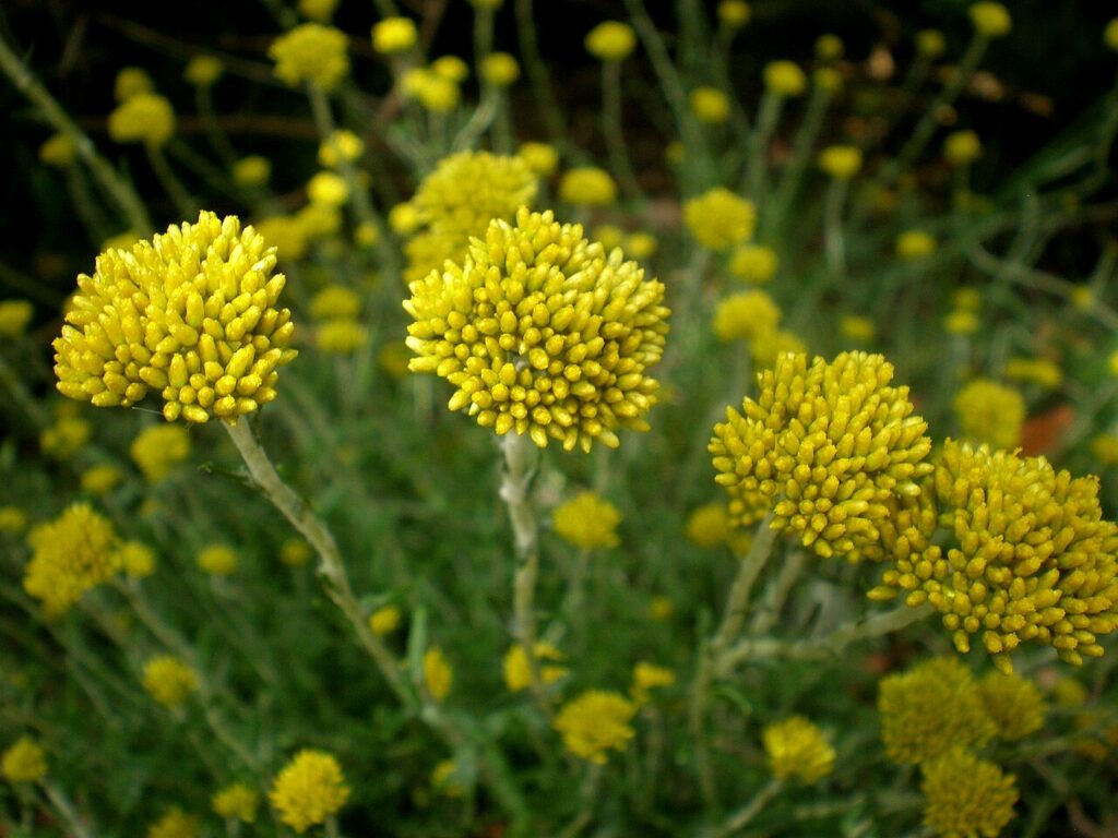 Close-up of yellow Helichrysum cymosum flowerheads