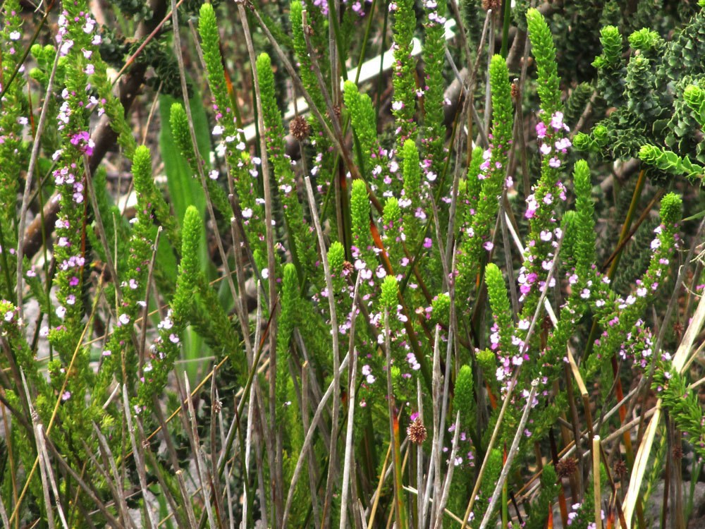 Muraltia mitior shrub with slender flowering branches