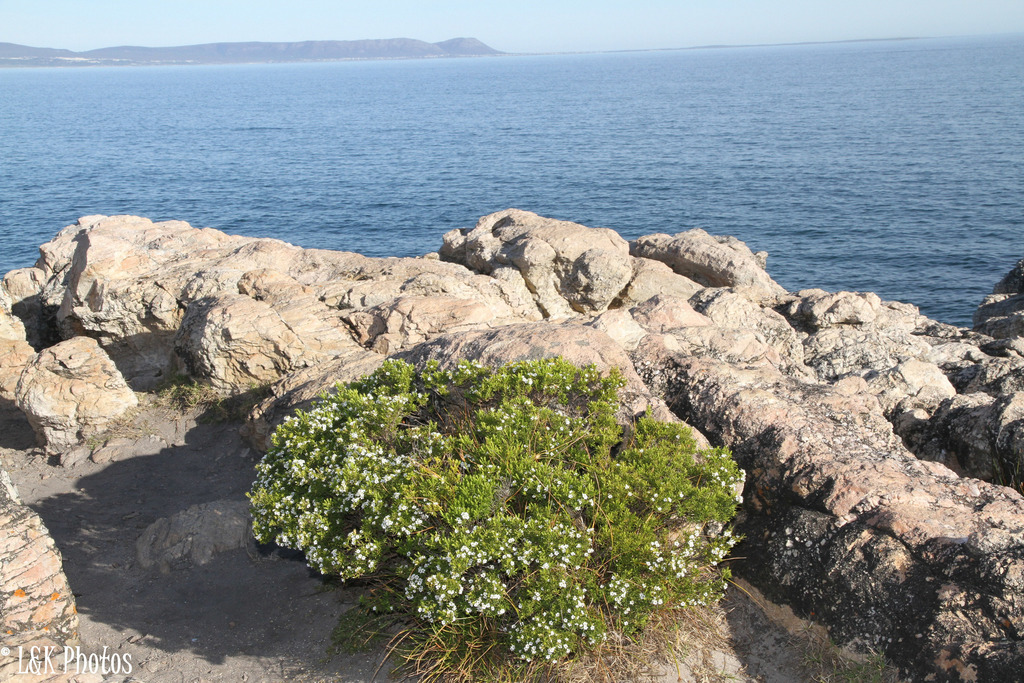 Whole Coleonema album shrub growing among coastal rocks beside the sea in the Overberg