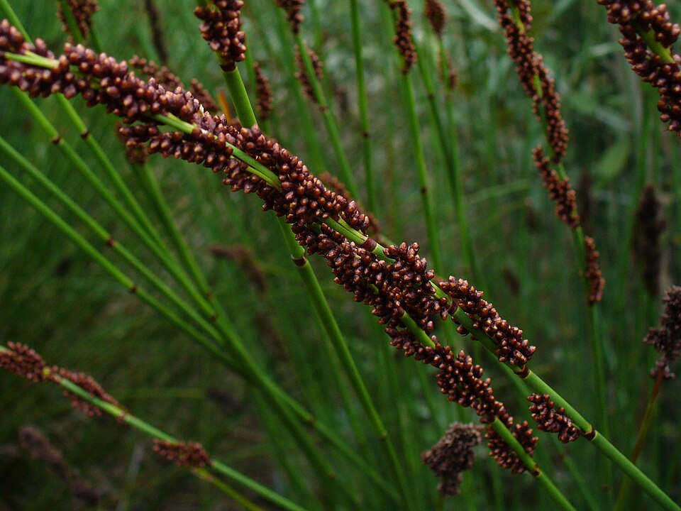 Close-up of the seed heads of Elegia tectorum