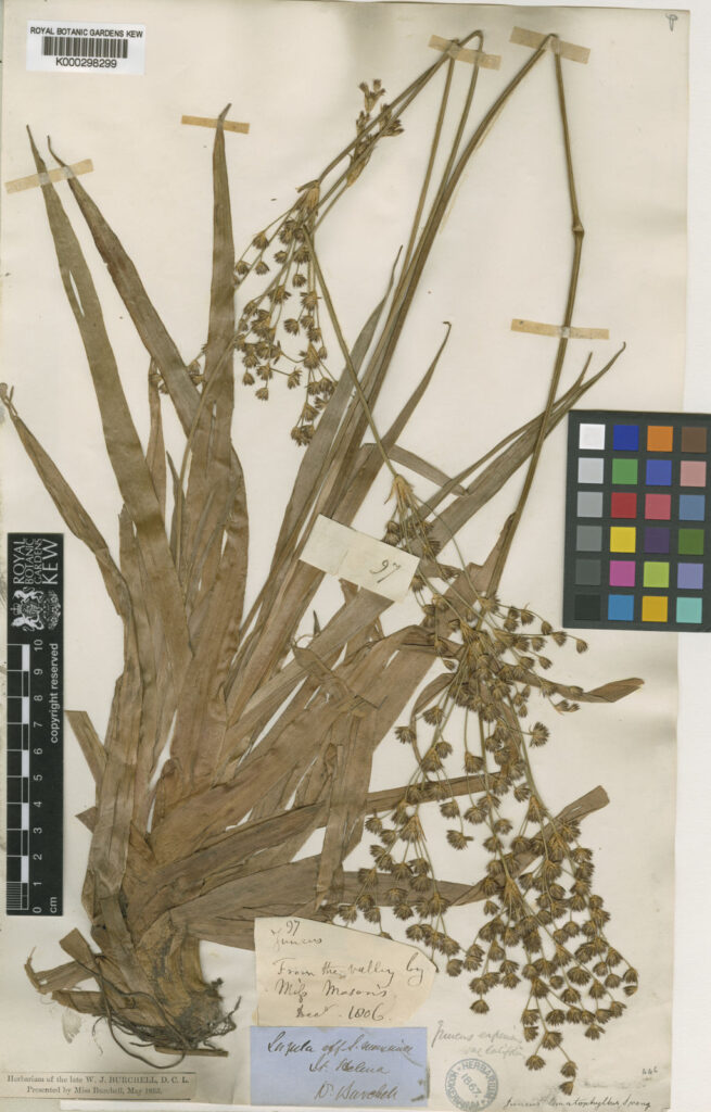 Complete historical Kew herbarium specimen K000298299 of Juncus lomatophyllus, with an 1806 collection label