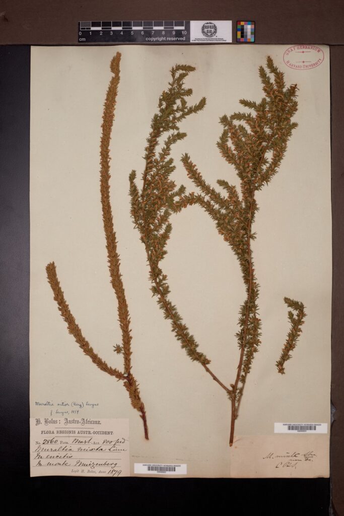Historical botanical specimen GH 02646922 · H. Bolus, 1879 · Harvard University Herbaria · Public-domain digital reproduction
