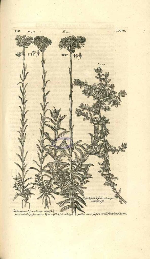 Complete 1732 botanical engraving, plate 107 of Dillenius’s Hortus Elthamensis; Helichrysum cymosum is central figure 128