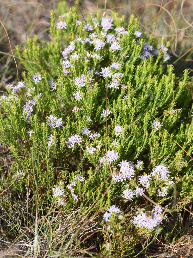 Plant overview of Agathosma capensis