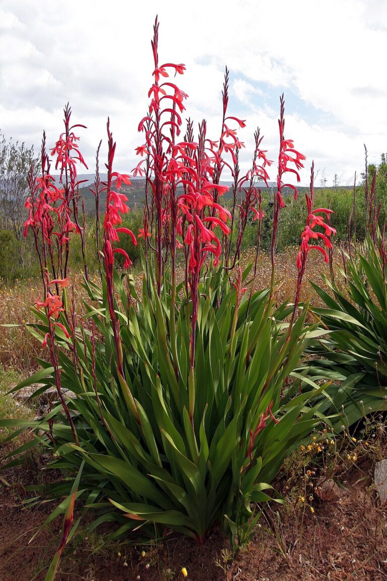 A whole clump of Watsonia meriana var. meriana flowering in the Western Cape