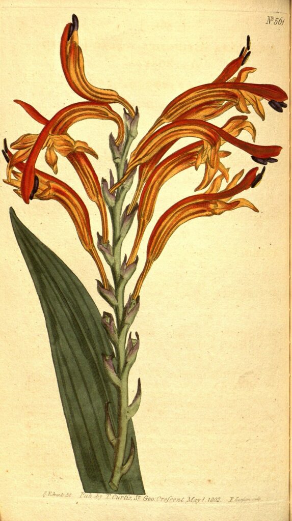 Complete historical botanical plate 561, Antholyza aethiopica, in Curtis’s Botanical Magazine