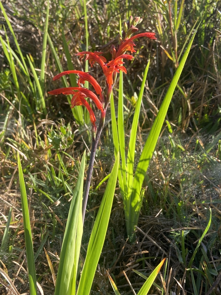 Chasmanthe aethiopica in flower with sword-shaped leaves at Zandvlei, Muizenberg