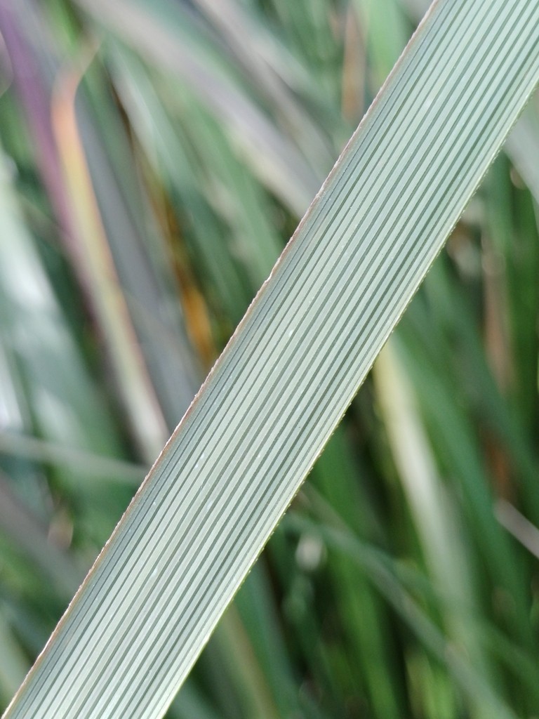 Detail of Pennisetum macrourum