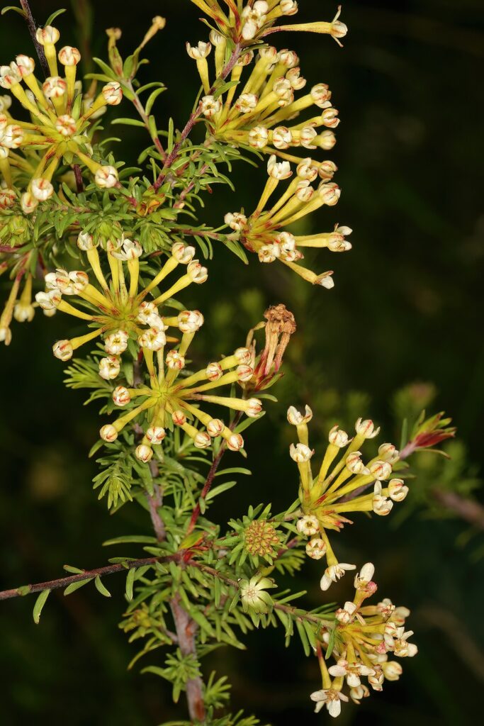 Flowering branches of Gnidia squarrosa with narrow leaves and tubular flowers