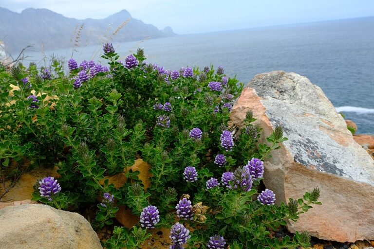 Whole plant of Psoralea bracteolata, now Otholobium bracteolatum, in coastal fynbos