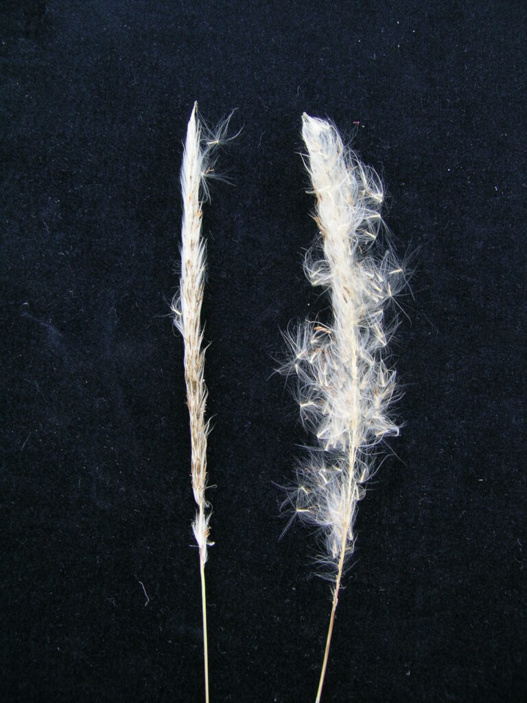 Close-up of the silky flower head of Imperata cylindrica