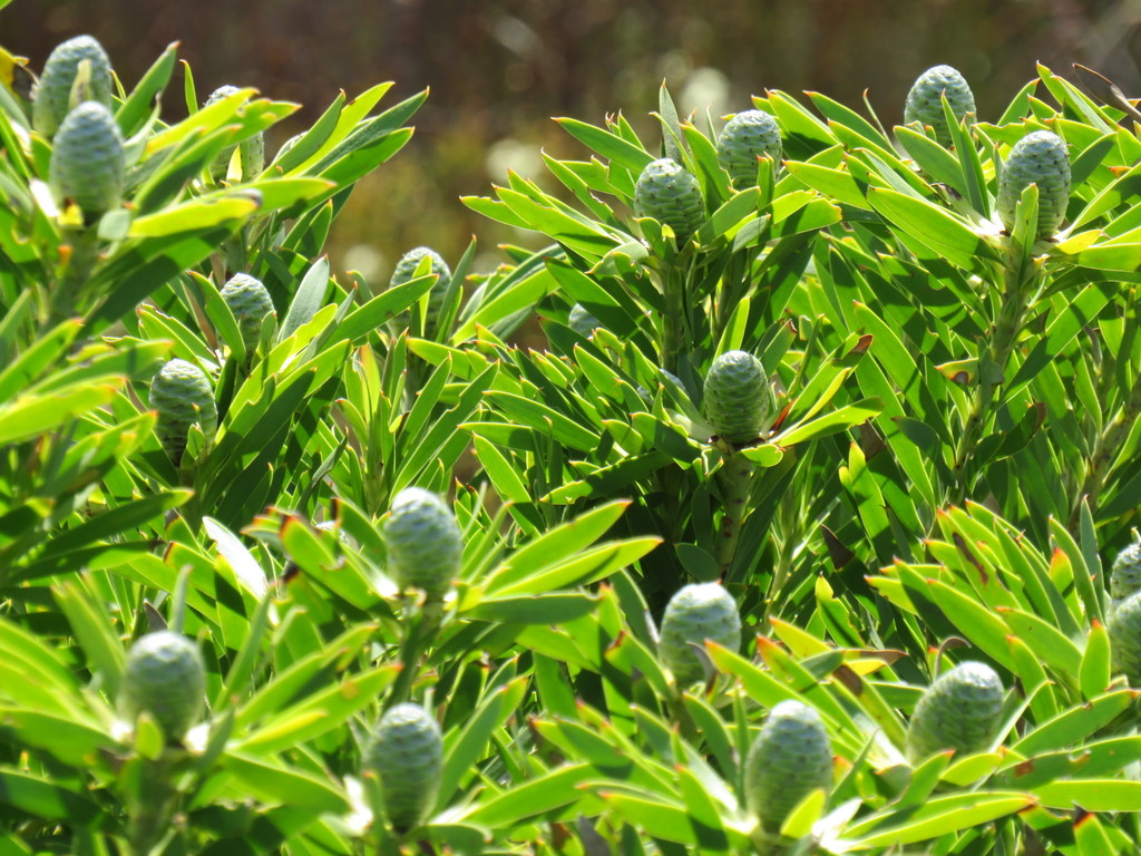Developing female cones among green Leucadendron coniferum leaves