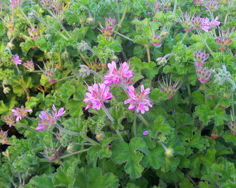 Pelargonium capitatum Pelargonium capitatum growing in Cape Town