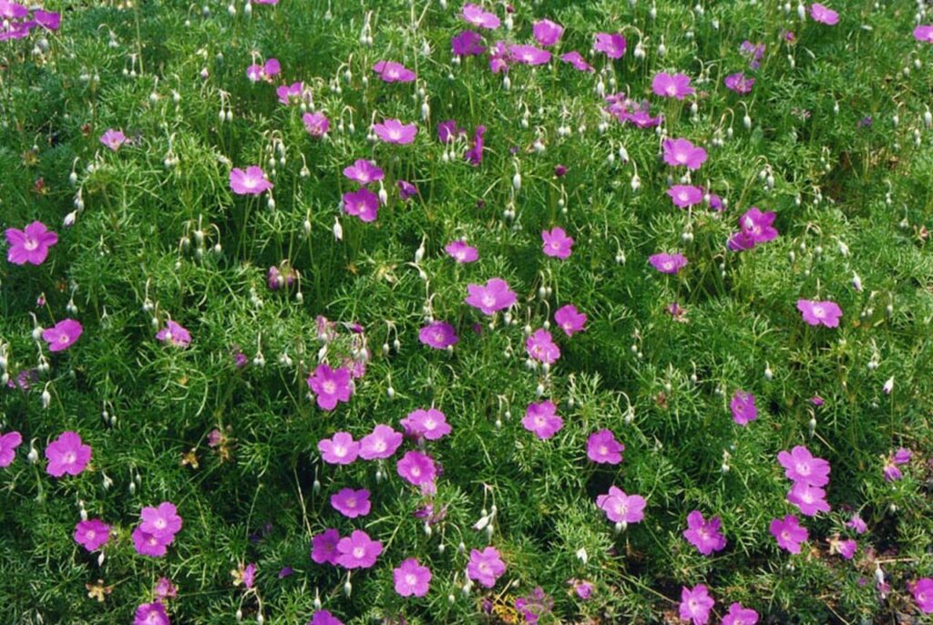 Whole spreading plant of Geranium incanum with mauve flowers