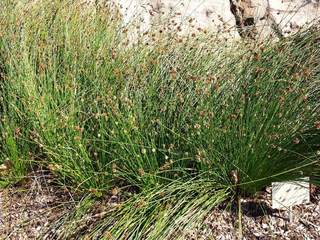 Ficinia nodosa showing its upright stems and rounded flower heads
