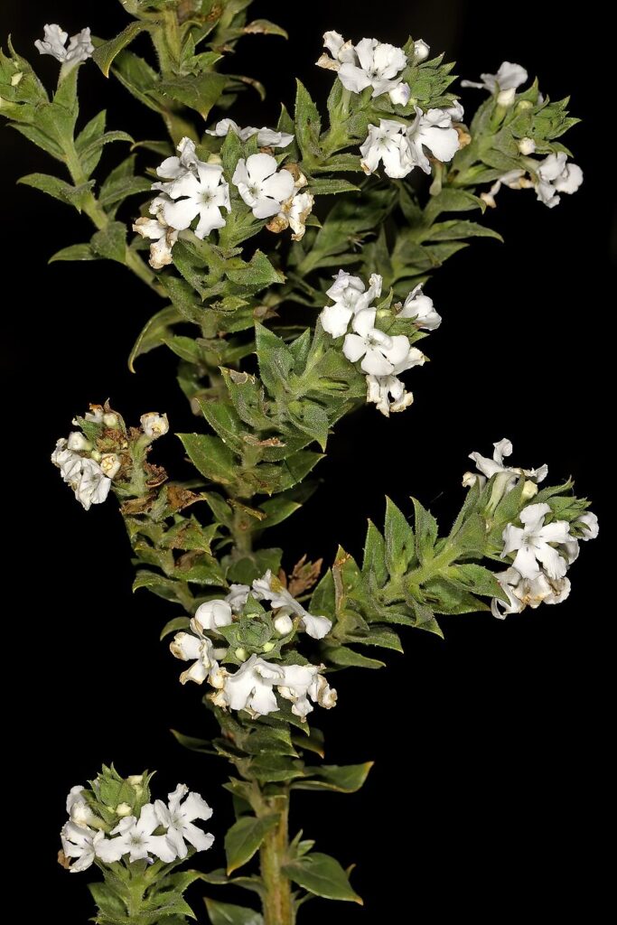 Detail of Oftia africana