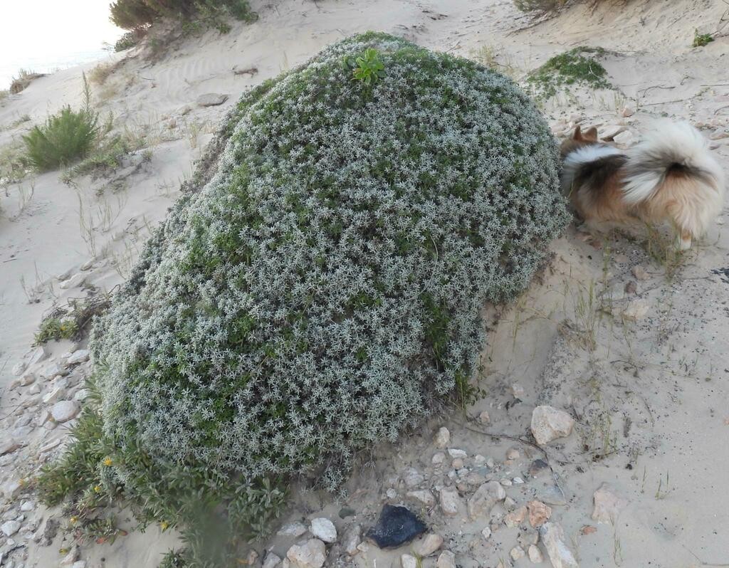 Psoralea repens Psoralea repens spreading across coastal sand with violet-brown pea flowers