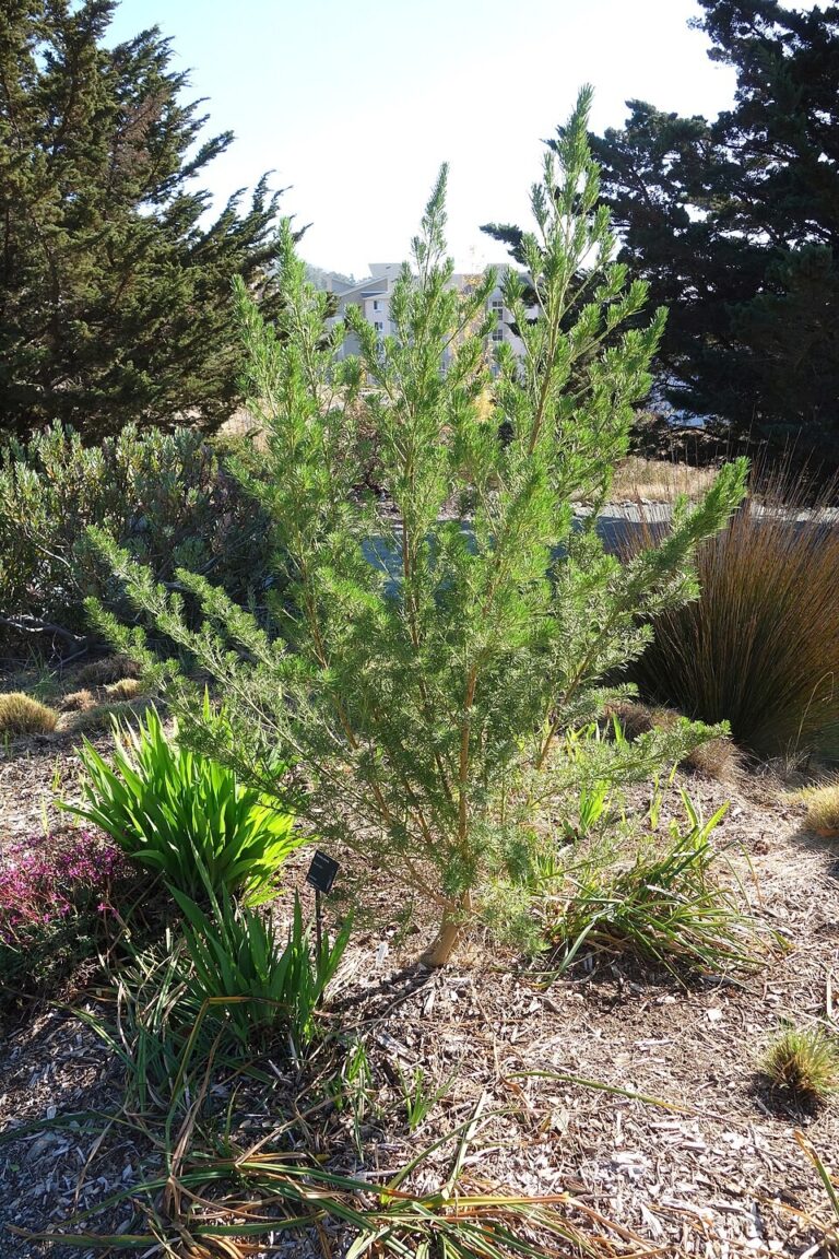 Whole plant and growth habit of Psoralea pinnata at Leaning Pine Arboretum
