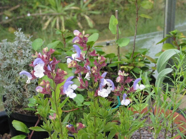 Flowering Salvia chamelaeagnea shrub showing its upright growth habit