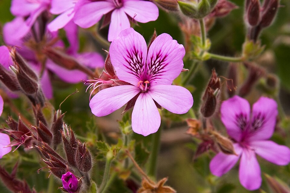 Detail of Pelargonium cucullatum
