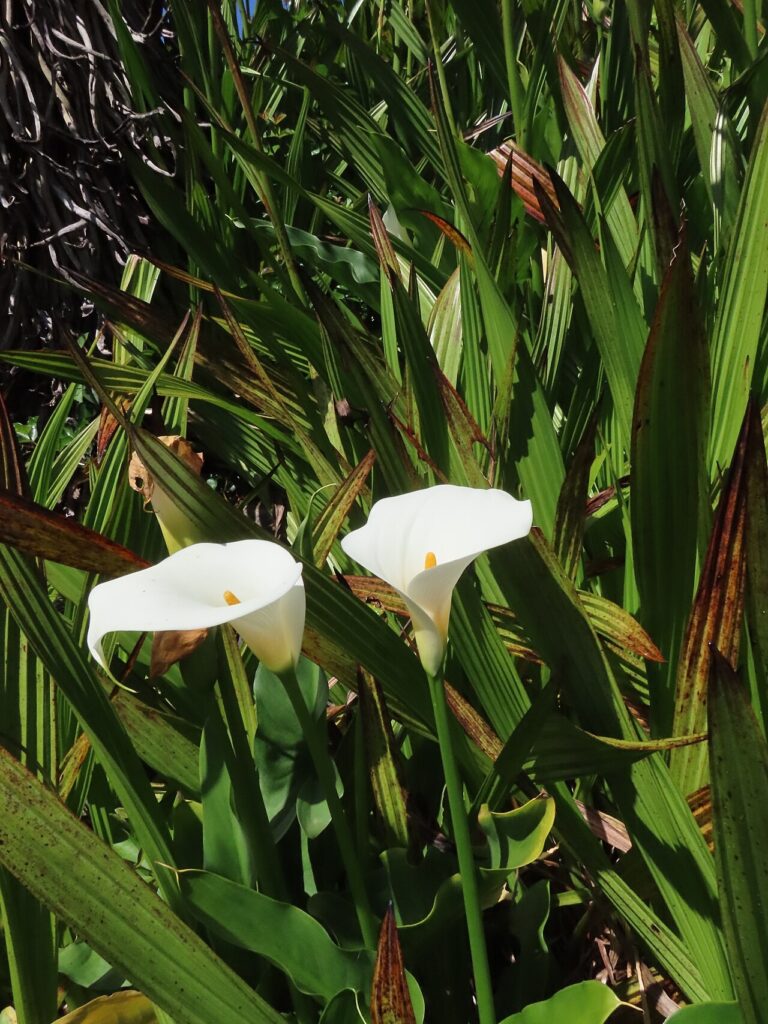 A whole clump of Zantedeschia aethiopica growing in its natural habitat at Kirstenbosch