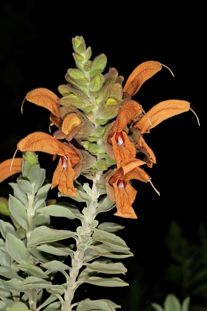 Plant detail of Salvia aurea