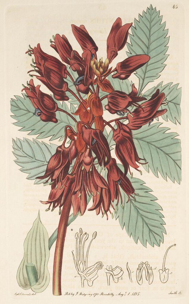 Melianthus major · Sydenham Edwards, The Botanical Register, plate 45 · 1815 · Public domain