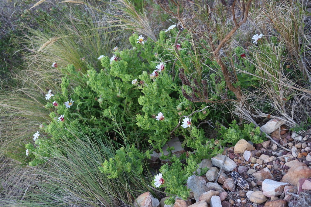 Plant overview of Arctotis aspera