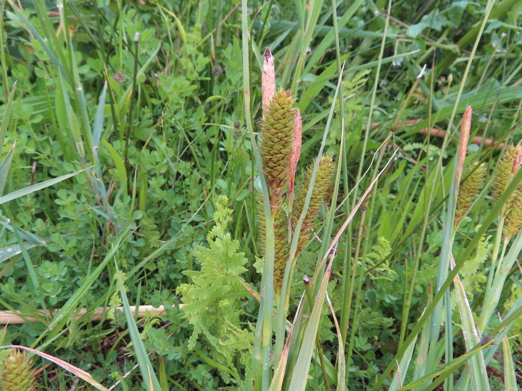 Carex clavata flowering spikes and green leaves photographed at Pringle Bay