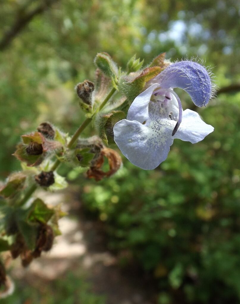Plant detail of Salvia africana