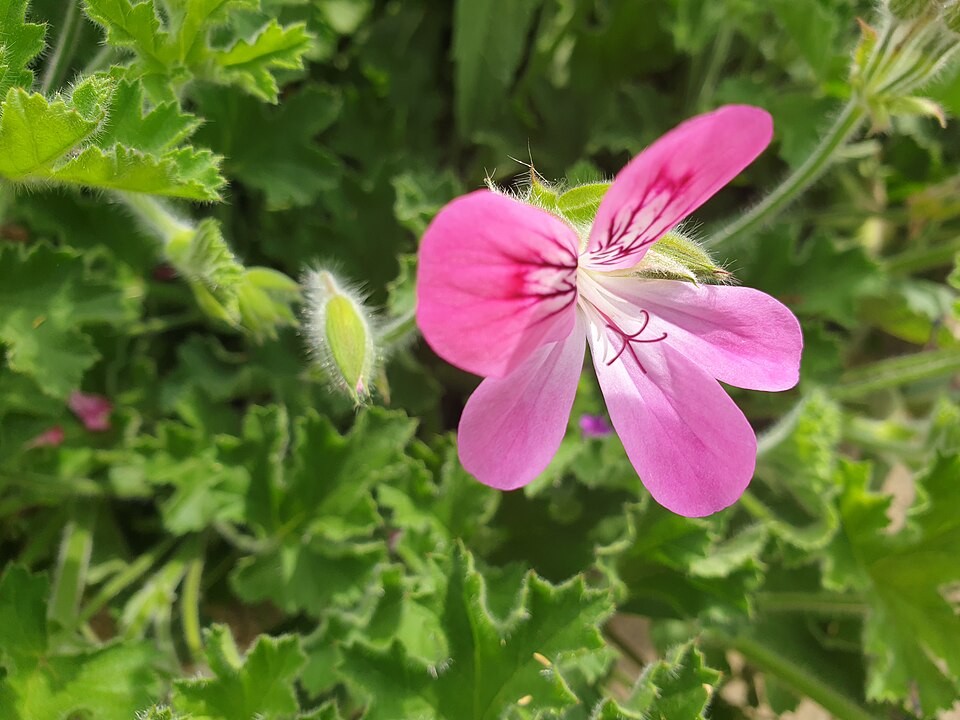 Detail of Pelargonium capitatum
