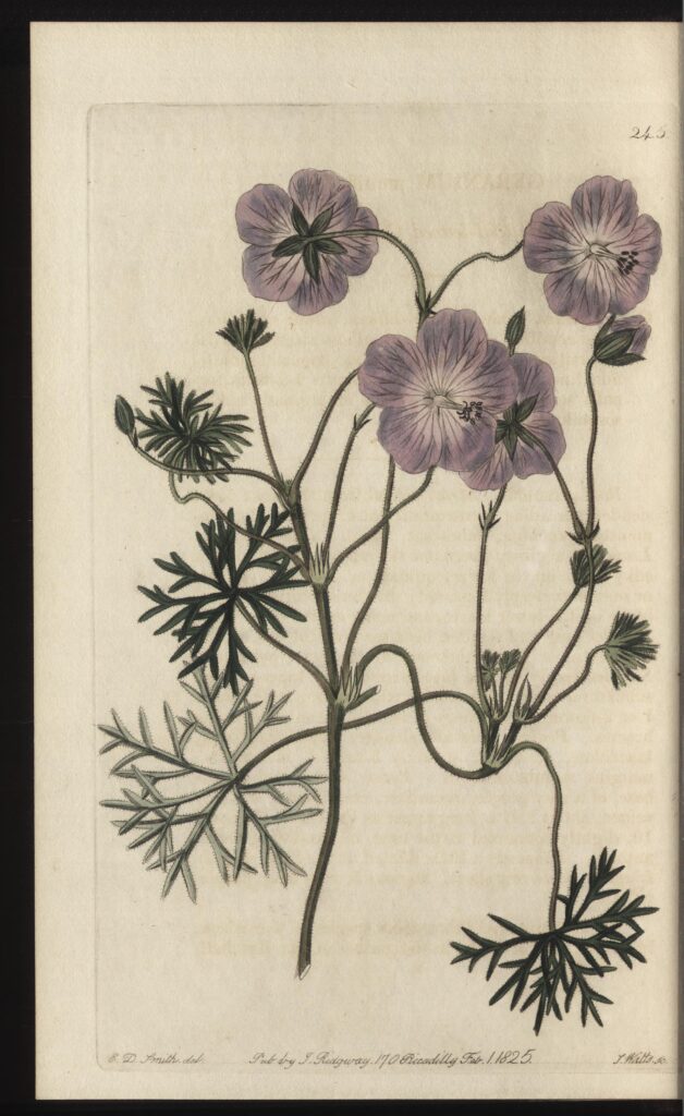 Complete 1825 botanical plate of Geranium multifidum, now a synonym of Geranium incanum subsp. incanum, drawn by E. D. Smith