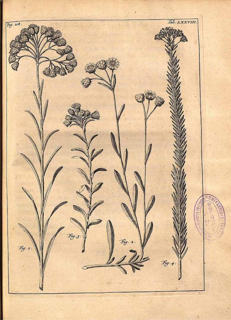 Johannes Burman’s 1739 botanical plate 78; Helichrysum pandurifolium is figure 3 at centre-left