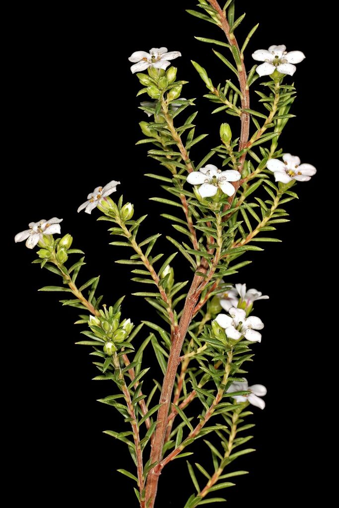 Close-up of white Coleonema album flowers and needle-like leaves